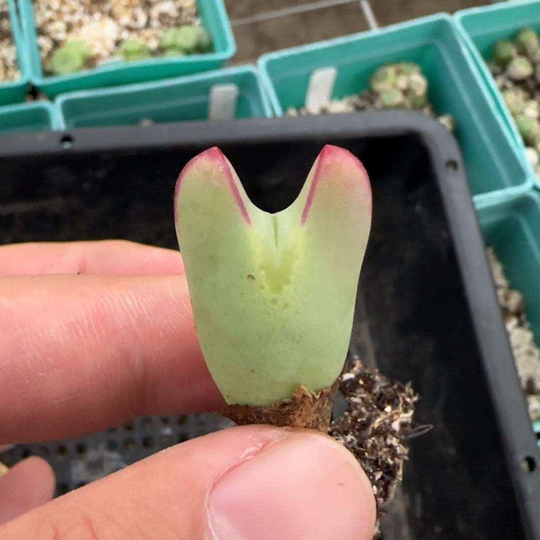 ****王12.30。      少将。     2041