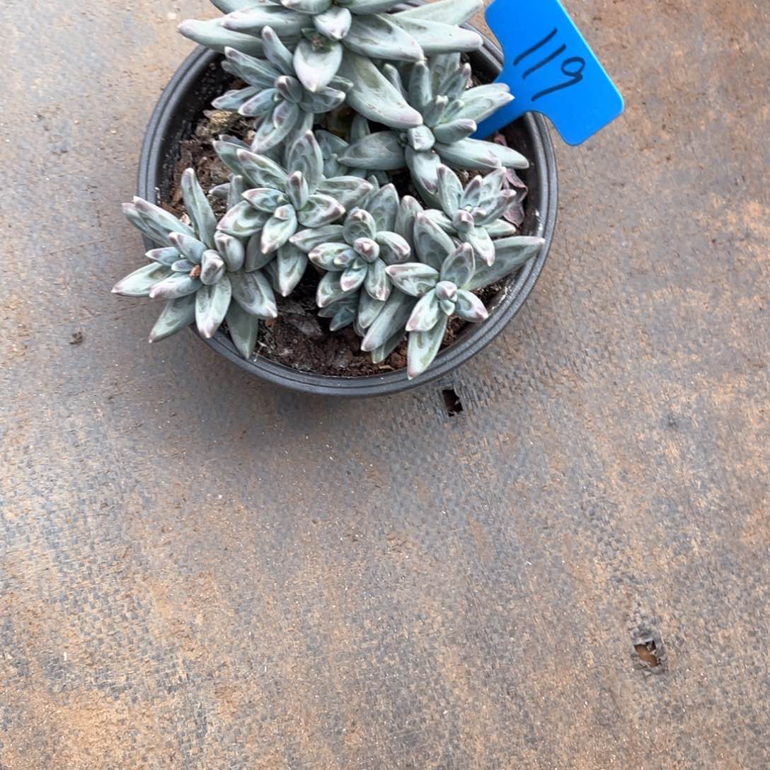 宝****定119凤羽多肉植物