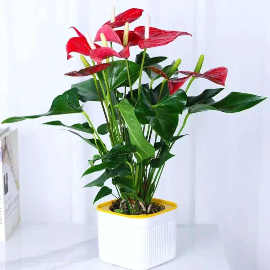 【4-6朵花】红掌盆栽四季开花绿植花卉办公室内水培好养植物