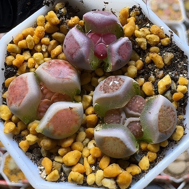 耶***琦生石花112222。   120