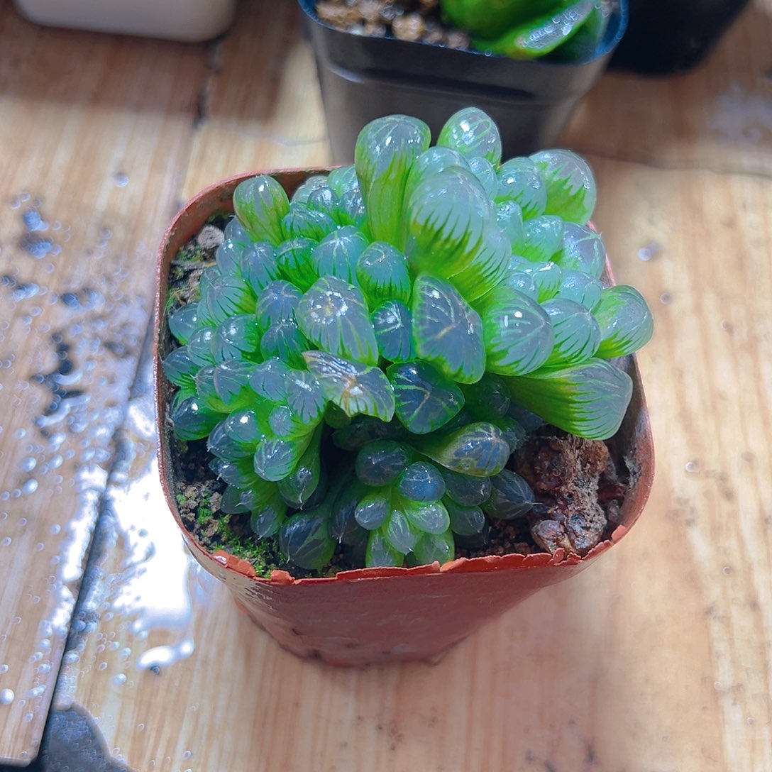 红盆孙氏冰灯玉露多肉一颗