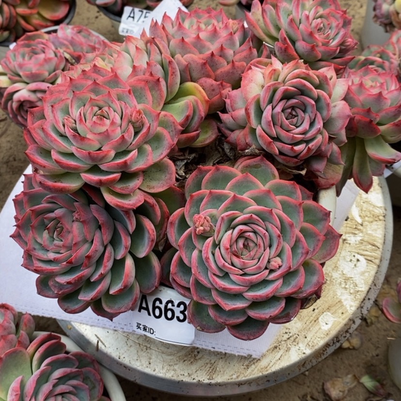 【闪购商品】?***葱多肉植物