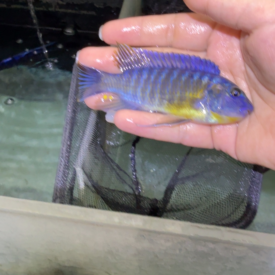 @***.慈鲷鱼5号芦苇诺小丑