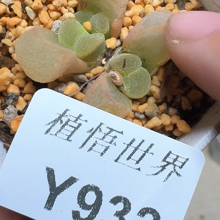 932盒多肉植物哇f c