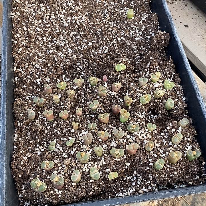 5555一筐全窗磁铁       有伤