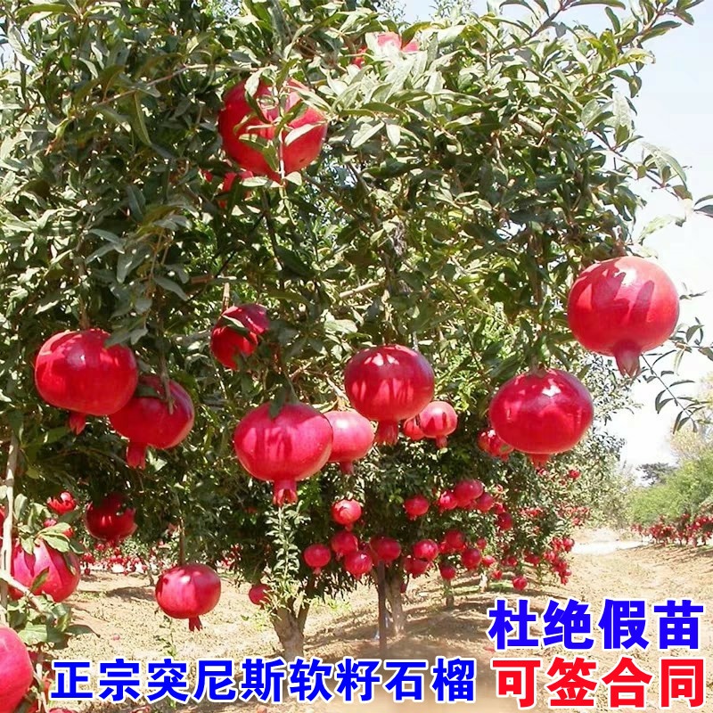 石榴树树苗突尼斯软籽石榴带土特大盆栽庭院果树无籽石榴树苗果苗