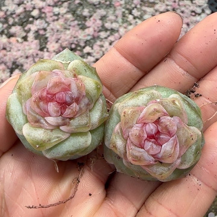 73号红灯泡两颗颗