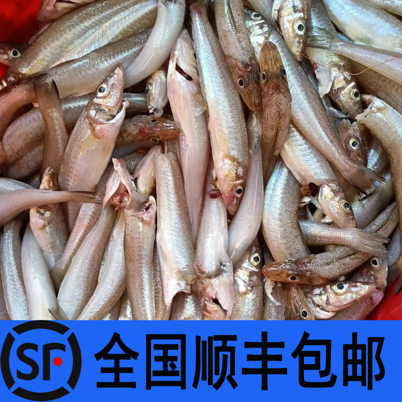 本港野生沙尖鱼沙丁鱼沙梭沙钻梭子鱼船丁鱼去肚去腮鲜冻真空