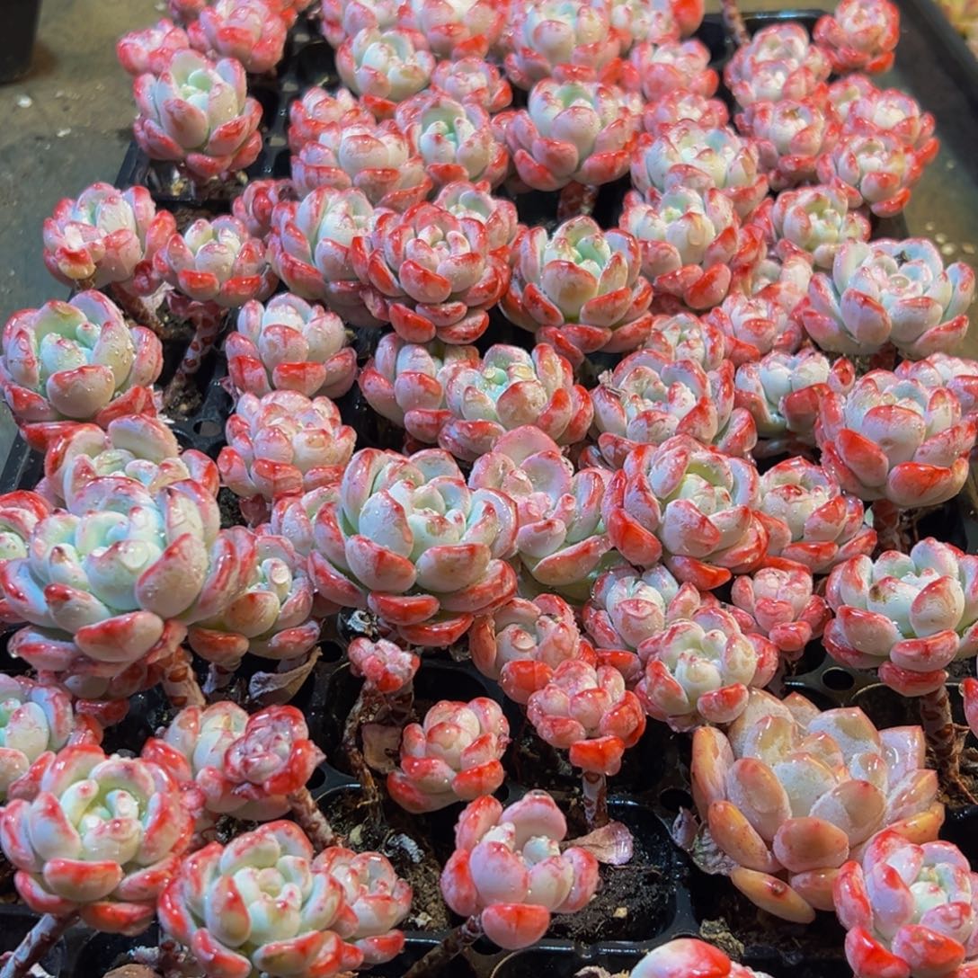 233多肉葡萄的ww刚刚