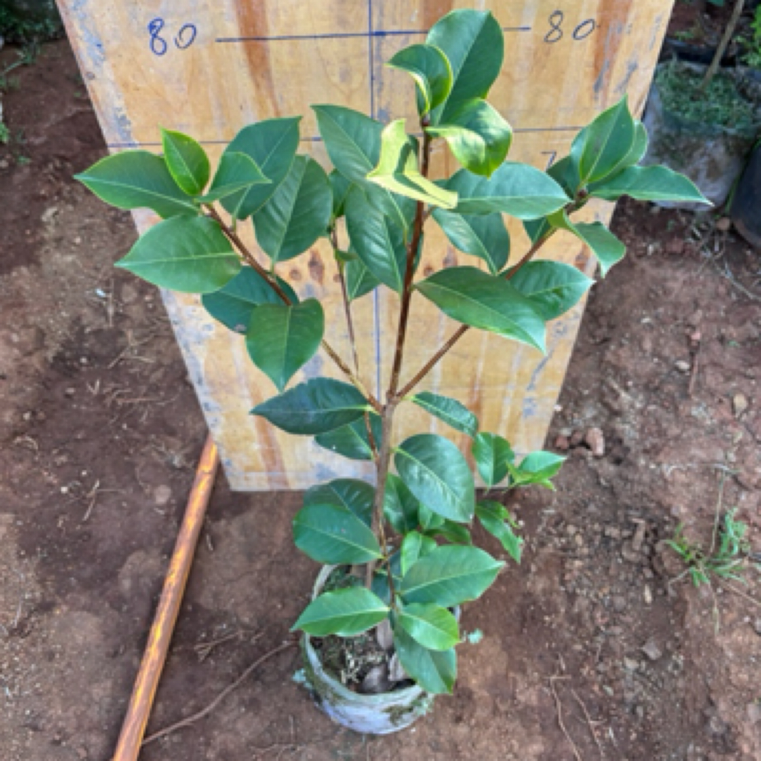 拉力皮特花大色艳