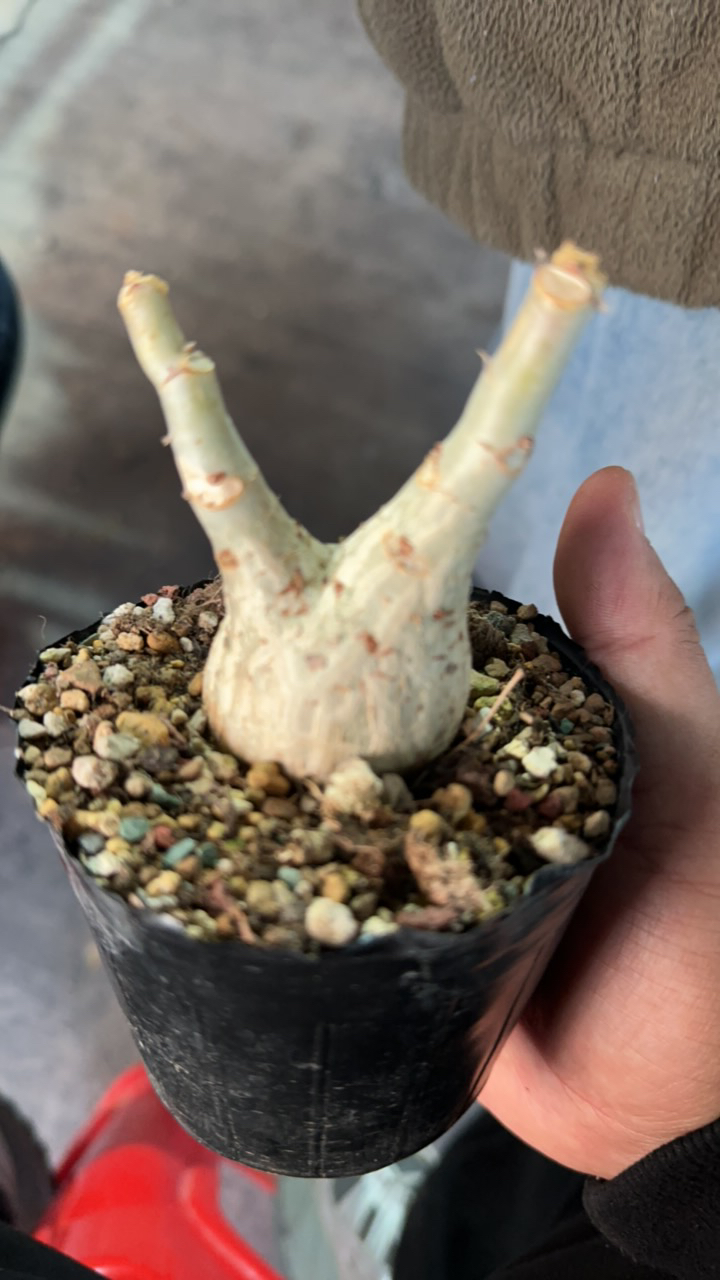 多肉植物 多肉植物 