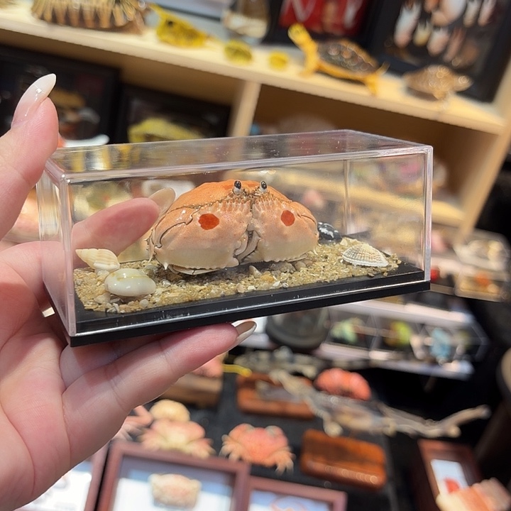 真实逍遥馒头蟹标本