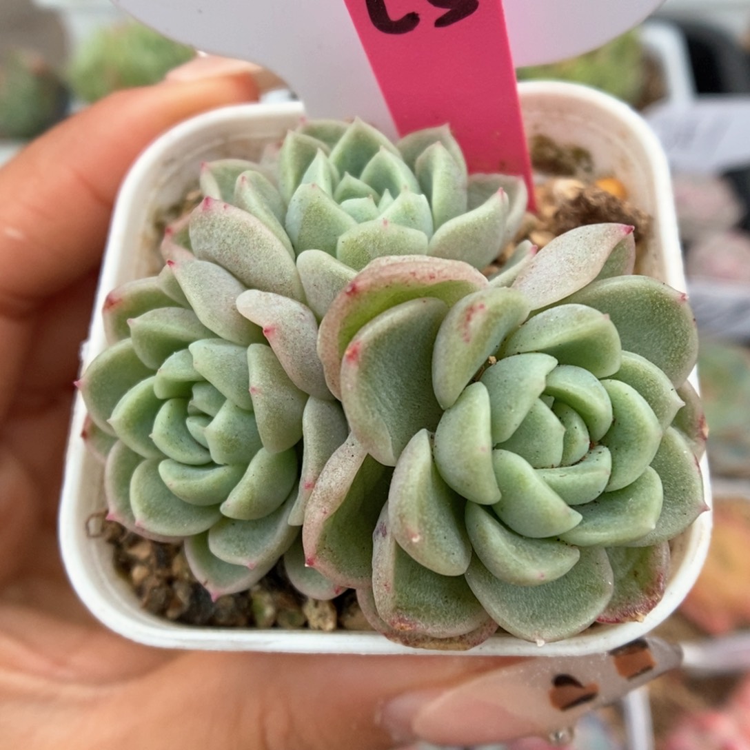 财富密码群生可拍580号。