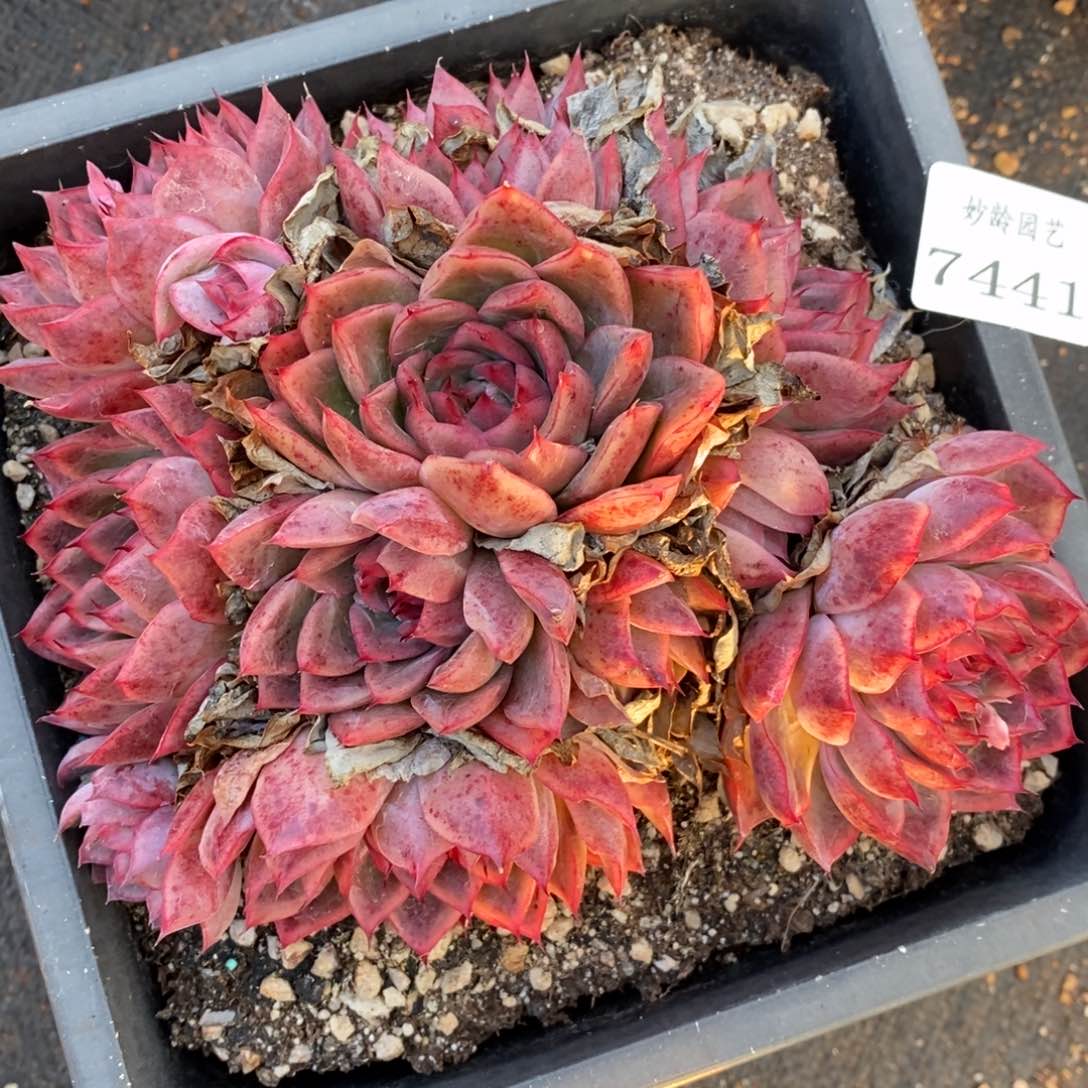 7441杂交多肉老桩