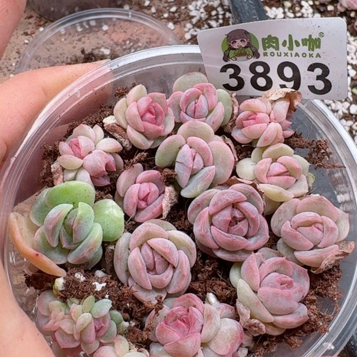 多肉植物多肉植物