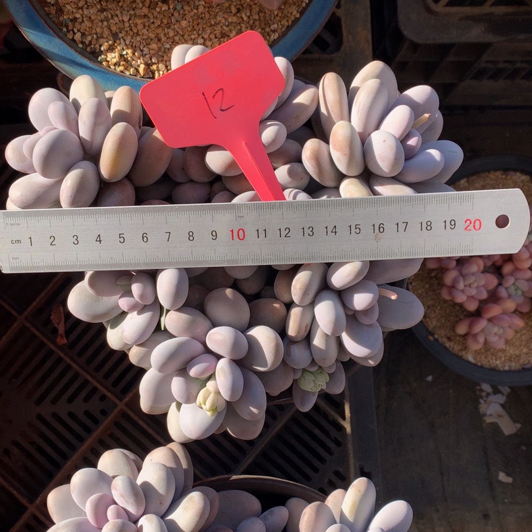 m***i奶酪7262622727272727