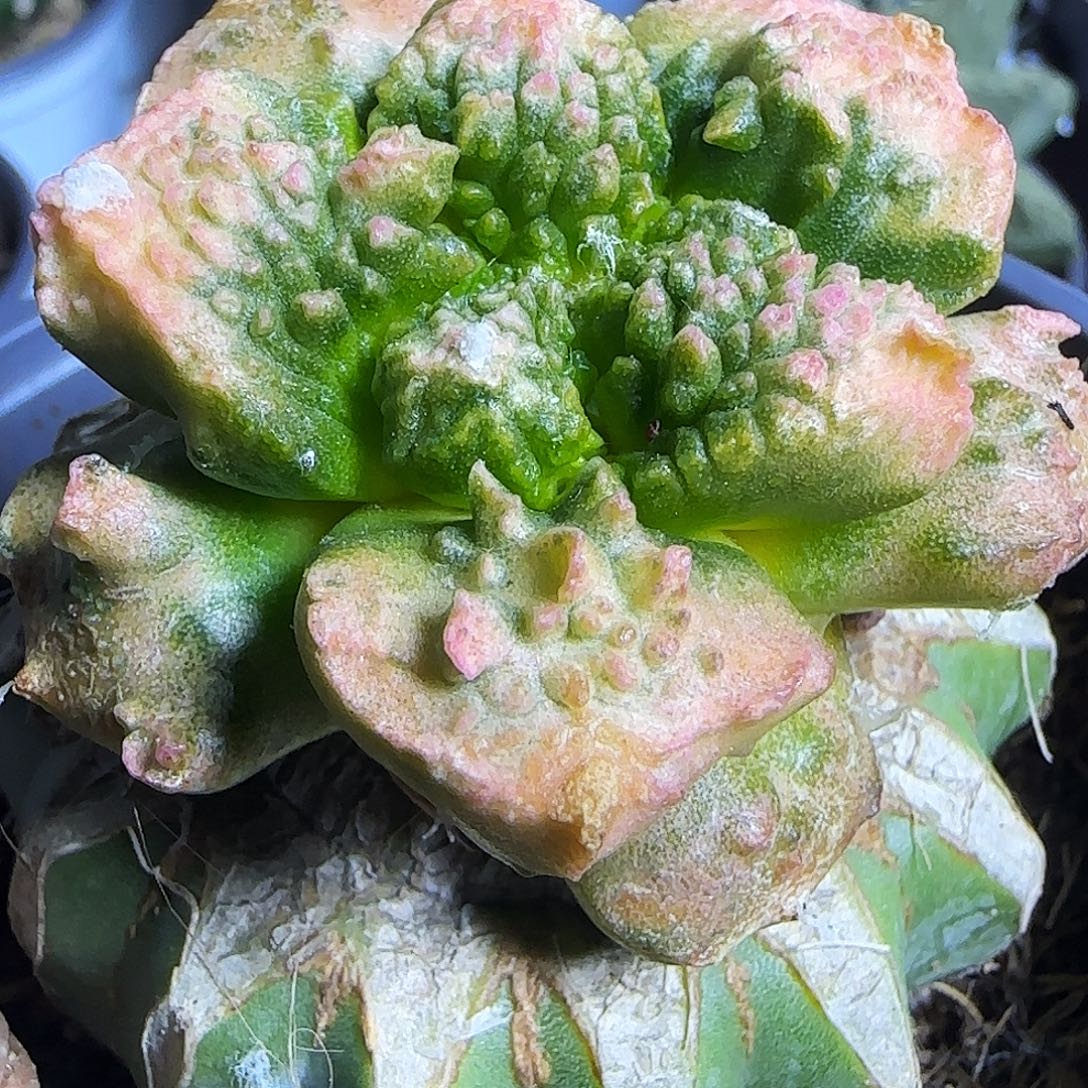 哥怒锦867仙人球开花啦