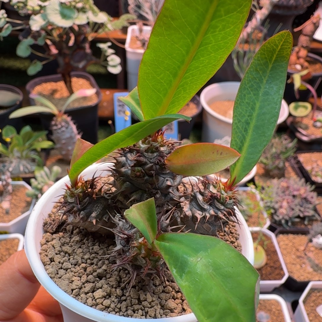 美花念珠530 仙人掌