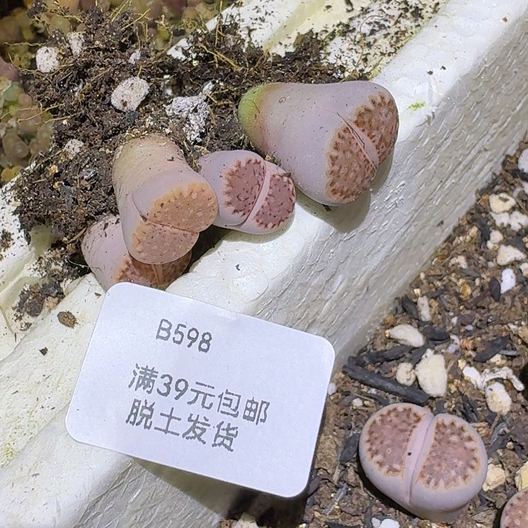 罗***麦598多肉哈哈哈哈哈哈