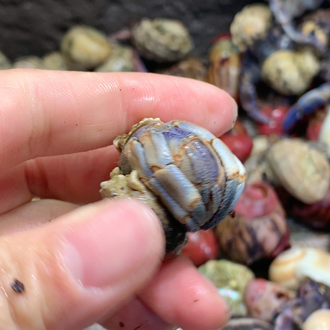 1.9口径奔跑的寄居蟹12号