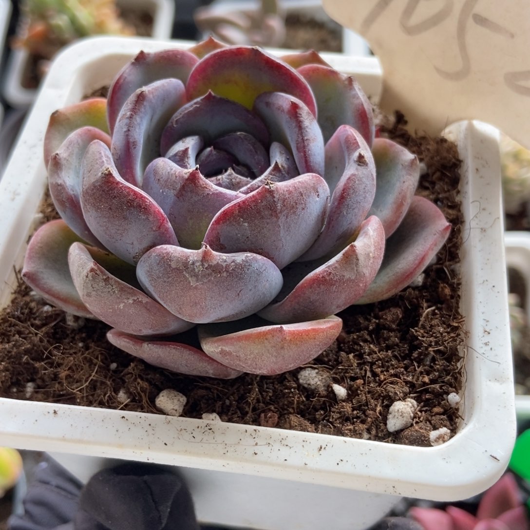 1052黑橙多肉植物保护