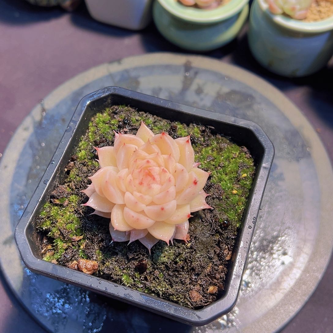 布**寳珍妮，多肉植物，