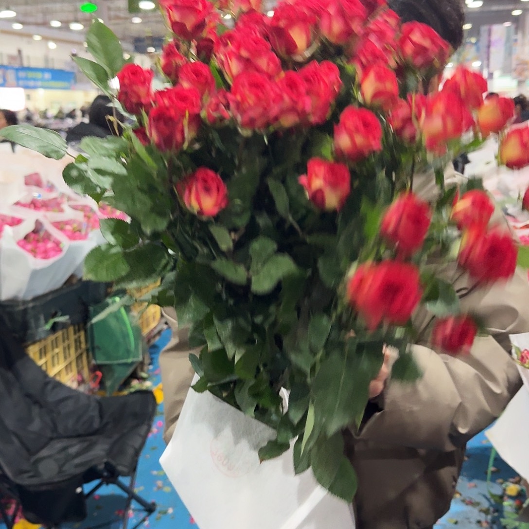 爱丽丝多头玫瑰10支