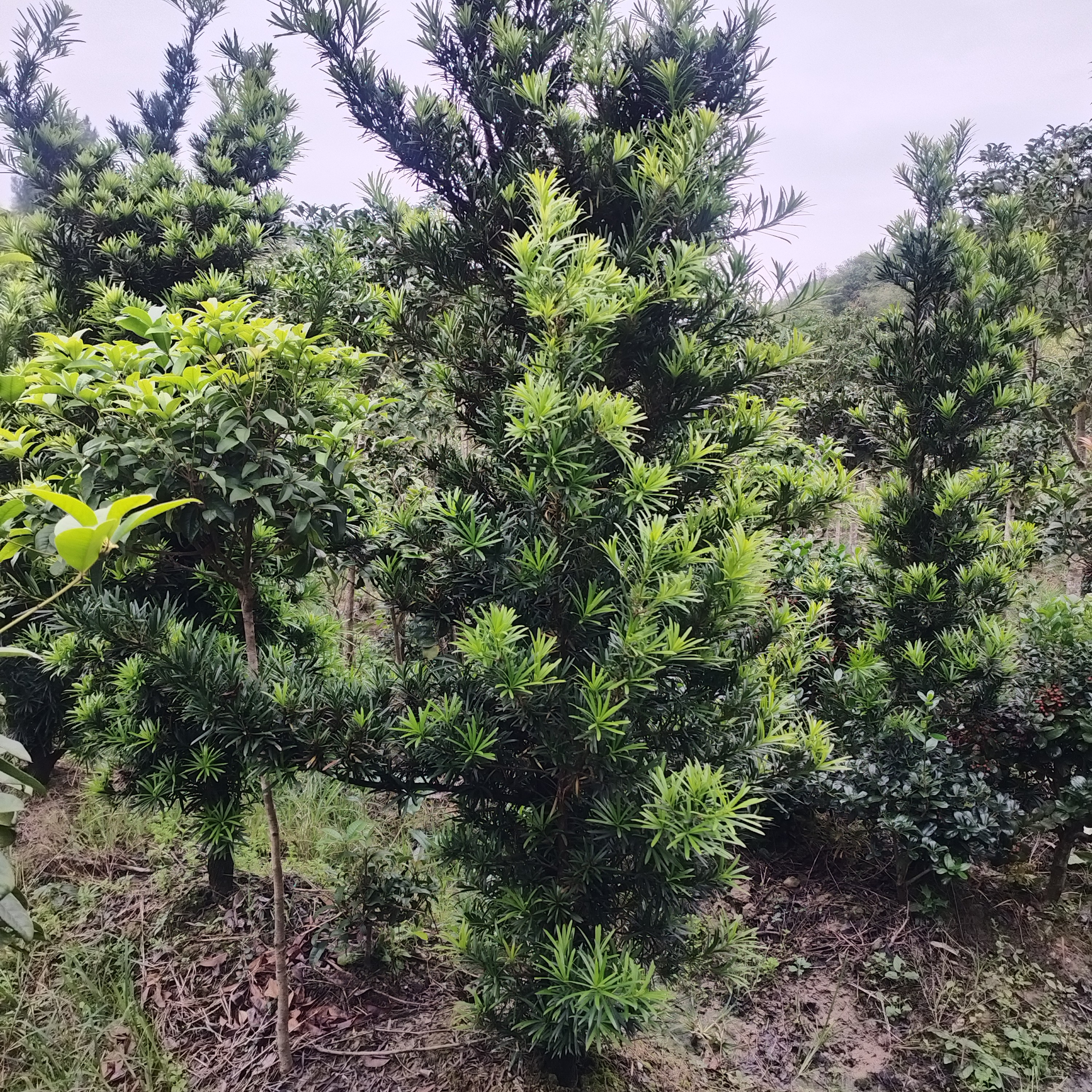 罗汉松5公分盆栽地栽阳台种植树绿植盆景四季常青耐寒耐冻