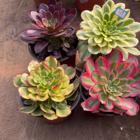 889多肉植物组合