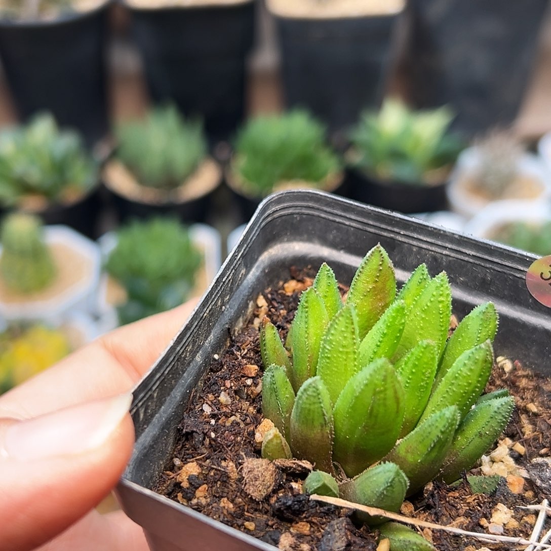 齿鲸硬叶十二卷    