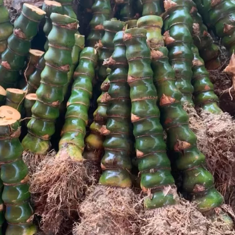 禅意佛肚竹葫芦竹阳台庭院四季常青观赏绿植室内盆栽寓意美好