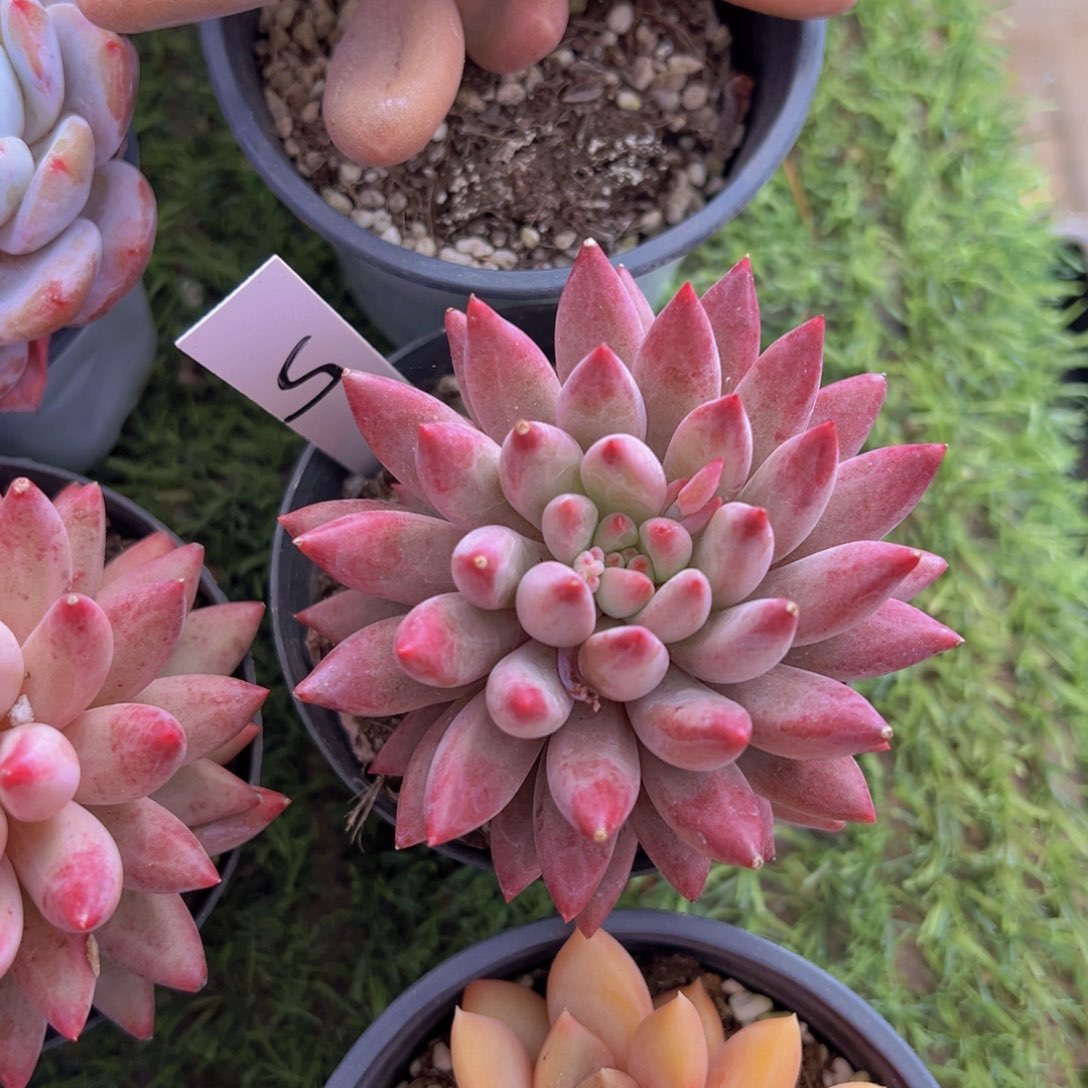 香玉的故事是一个人的故事