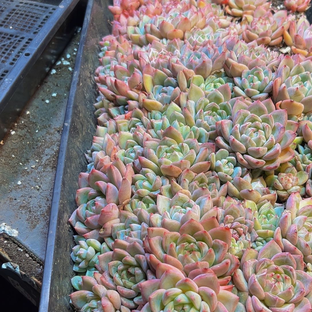 *****685多肉葡萄的价格是多少啊