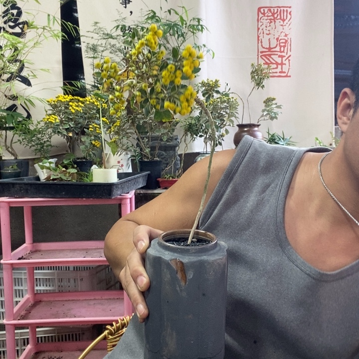 是***～以实际为准盆景盆栽绿植花卉22