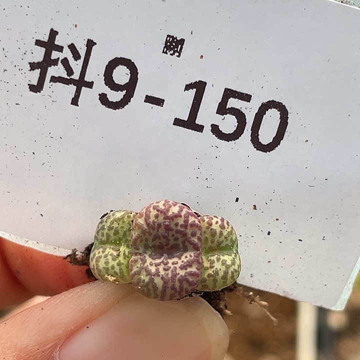 9-150安贞多肉植物