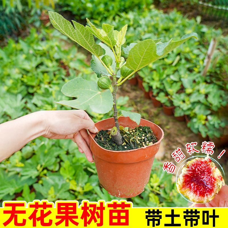 【直播专享】无花果苗树苗水果苗木可盆栽地栽南北方种当年带果发货