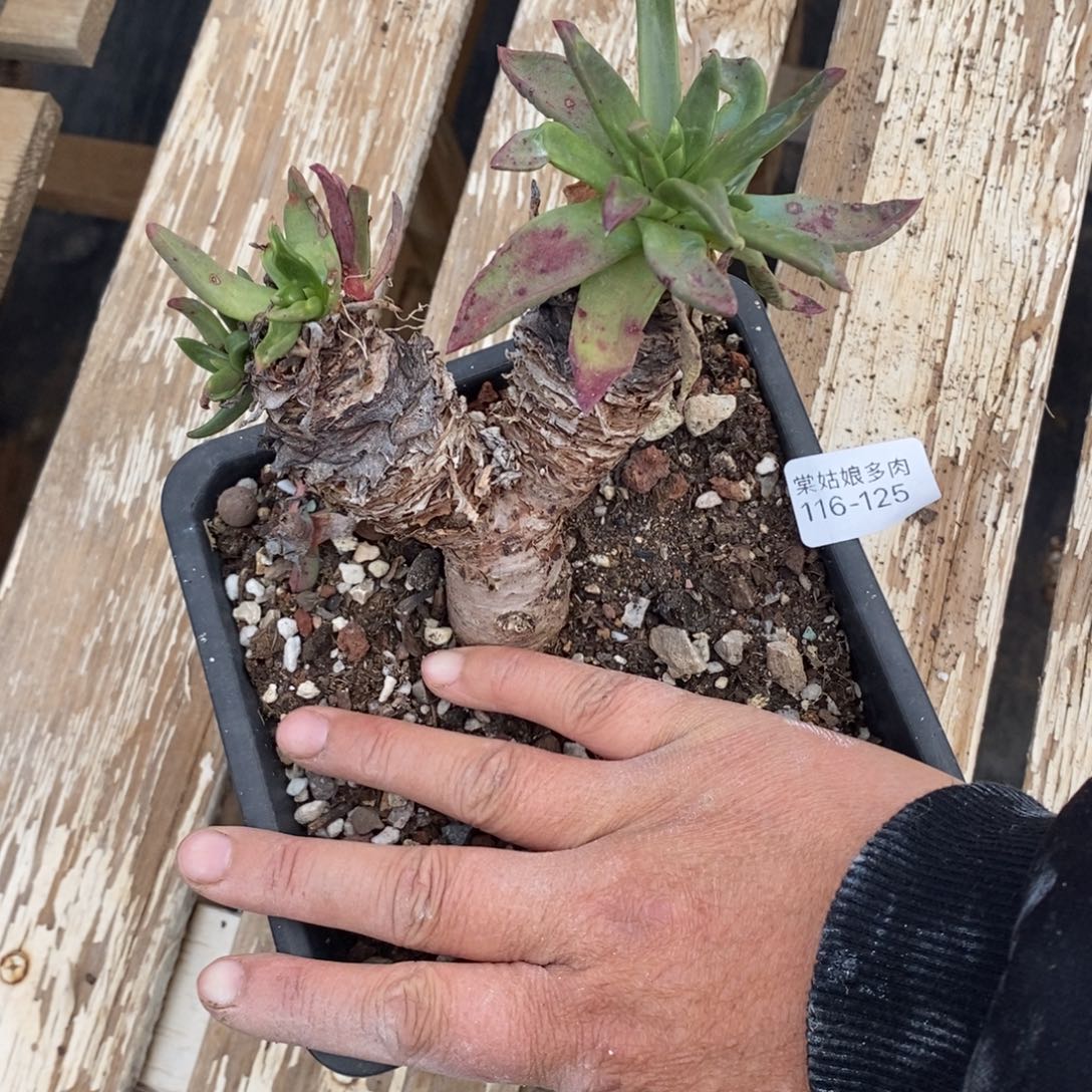 125号苹果叶粗腿子