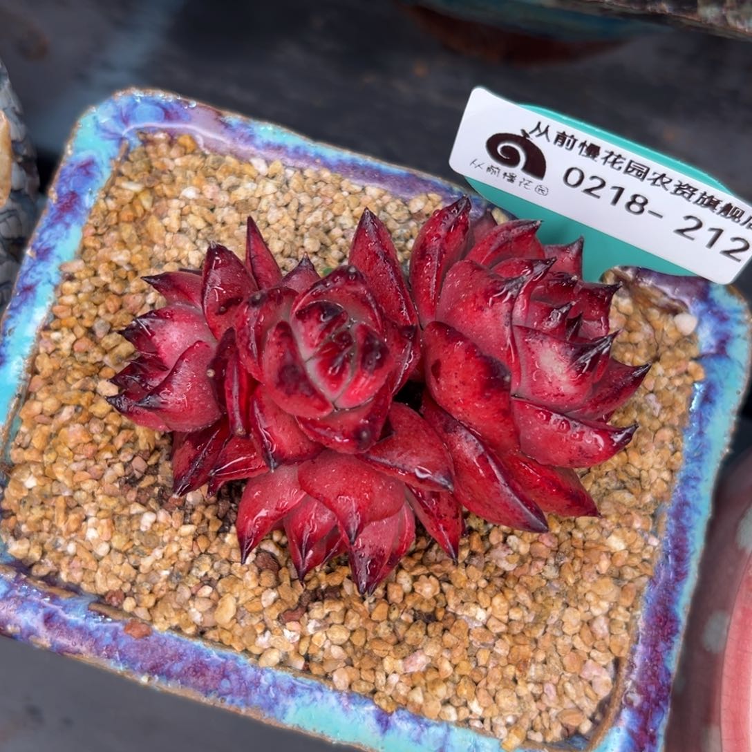 多肉一物一拍0218-212