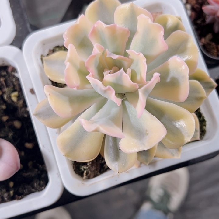 ?*?利比亚锦精品多肉