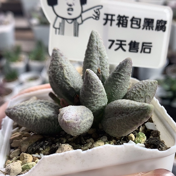 融化纹冰淇淋–专拍专拍