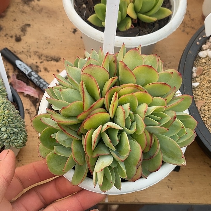 鑫伟多肉牡丹亭缀0418