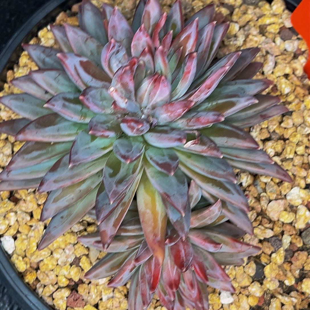 3010号晚上多肉植物群生多肉