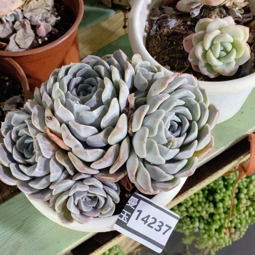 【闪购商品】汉堡14237