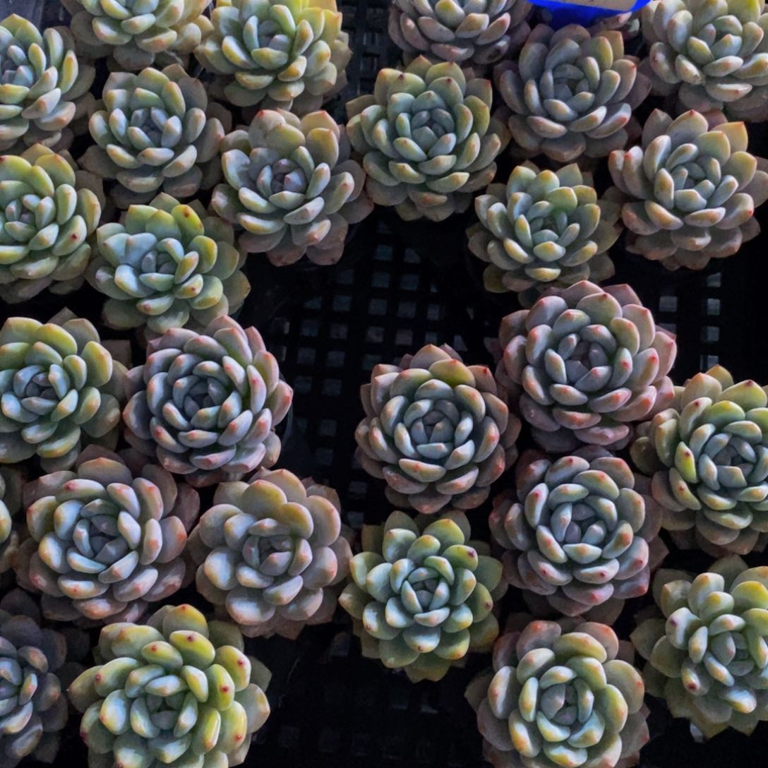 50-精品小包子韩橙七个