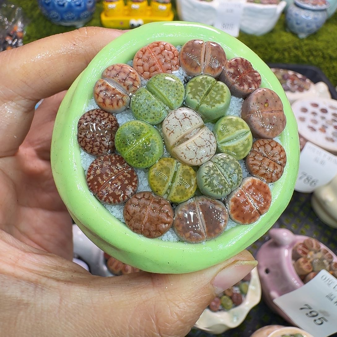 多肉植物福利冲806