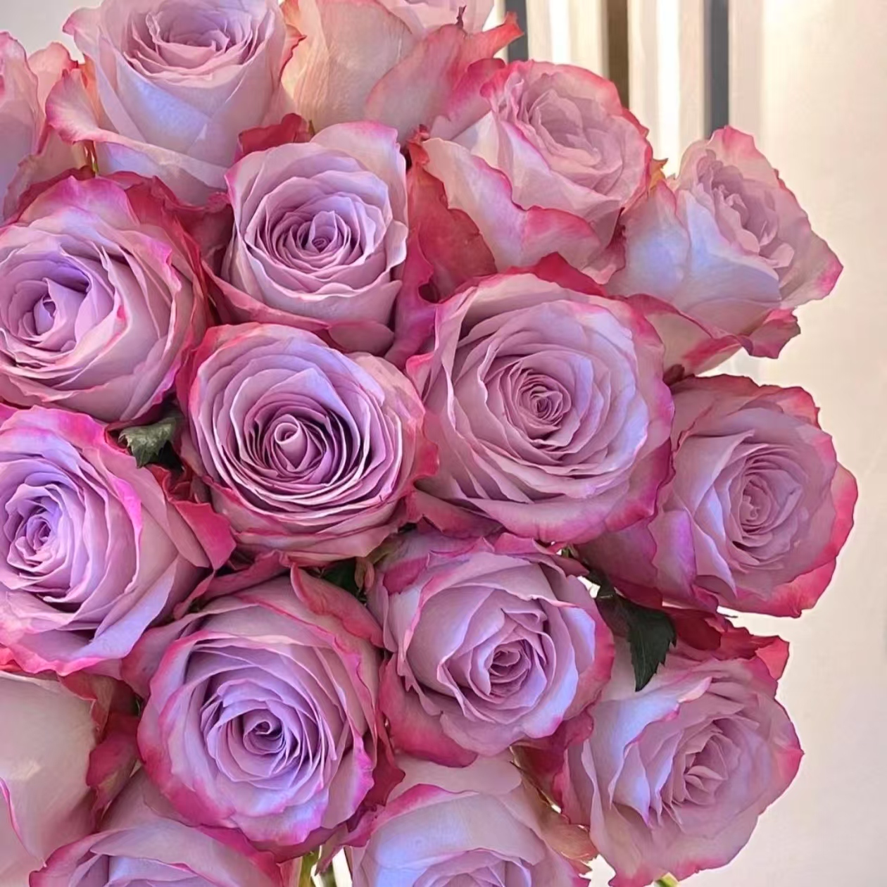 气场玫瑰鲜切花--云南基地新鲜现采现发-收到货需要醒花（6-8小时）