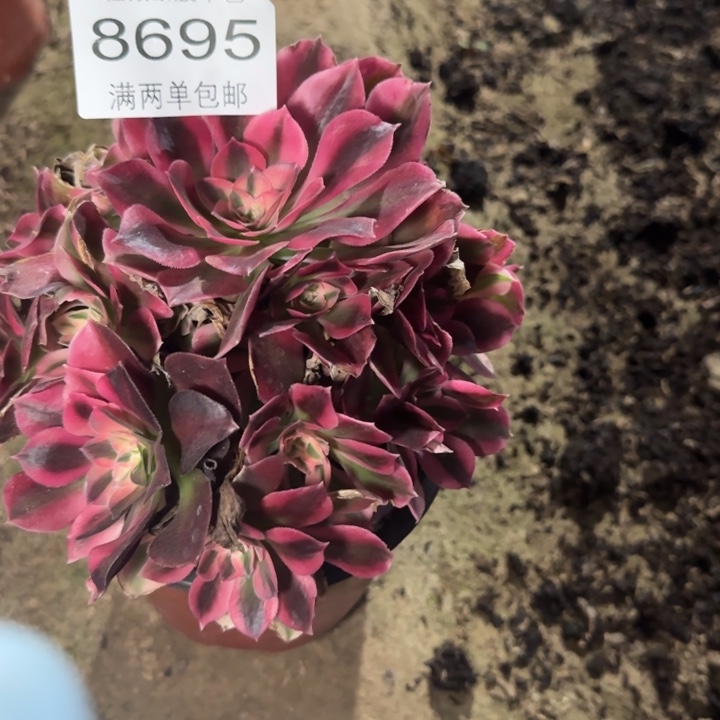 8695红女巫多肉植物