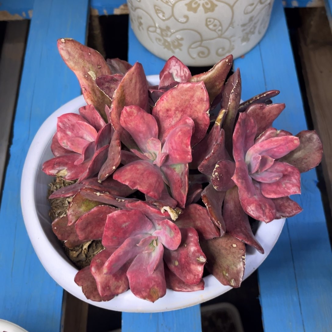 小雨多肉一物一拍砖石锦