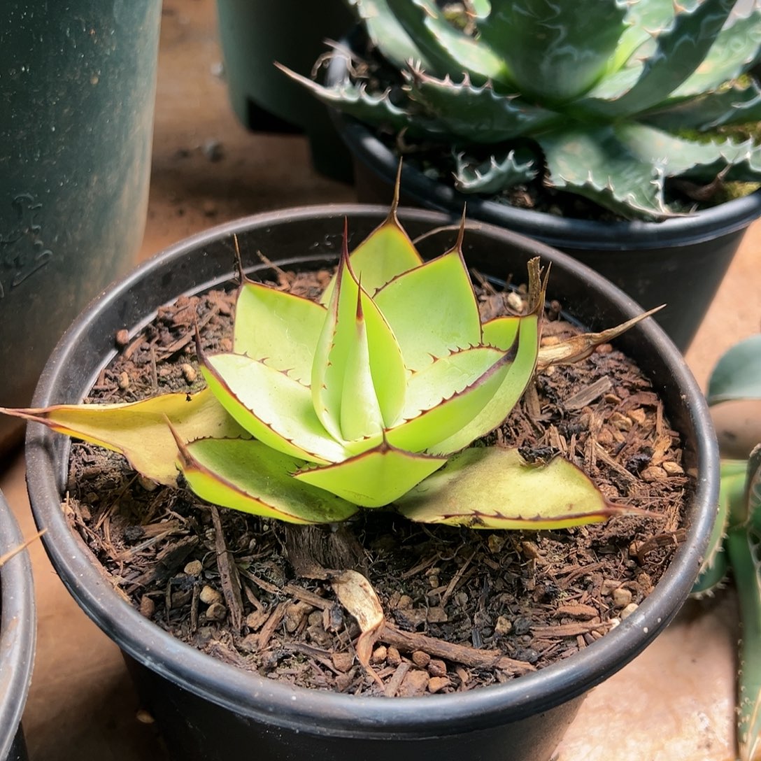 无花朵多肉植物绿荷ucb