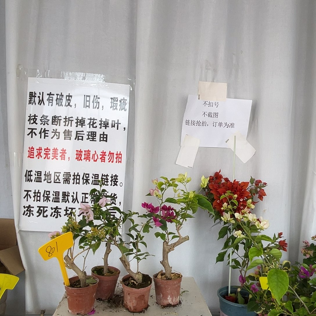 当前无花栽培后可以开花801掌中宝组合